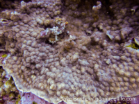 Echinopora hirsutissima (Wallis)