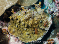 Echinopora hirsutissima (Wallis)
