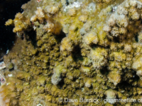 Echinopora hirsutissima (Wallis)