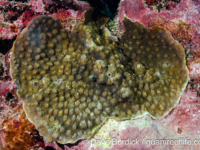 Echinopora hirsutissima (Wallis)