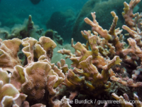 Echinopora horrida (right, E. lamellosa on left; Anilao)