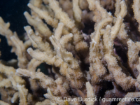 Echinopora horrida (Anilao)