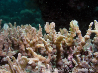 Echinopora horrida (Anilao)