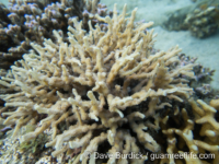 Echinopora horrida (Anilao)