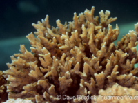 Echinopora horrida (Puerto Galera)