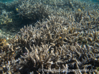 Echinopora horrida (Raja Ampat)