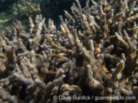 Echinopora horrida (Raja Ampat)