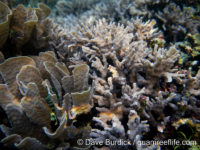 Echinopora horrida (right, E. lamellosa on left; Raja Ampat)