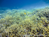 Echinopora horrida (Raja Ampat)