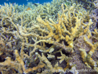 Echinopora horrida (Raja Ampat)