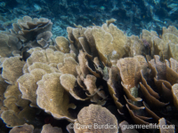 Echinopora lamellosa (Raja Ampat)