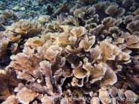Echinopora lamellosa (Raja Ampat)
