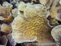 Echinopora lamellosa (Raja Ampat)