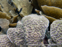 Echinopora lamellosa (Raja Ampat)