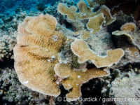 Echinopora lamellosa (Wallis)