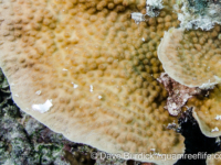 Echinopora lamellosa (Wallis)