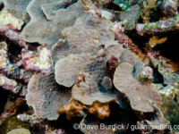 Echinopora lamellosa (Wallis)