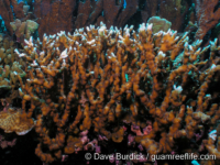 Echinopora mammiformis (Apo Is.)