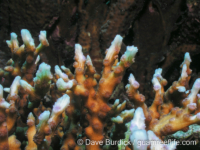 Echinopora mammiformis (Apo Is.)