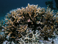 Echinopora mammiformis (Cebu)