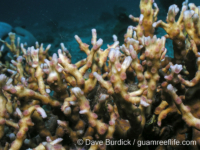 Echinopora mammiformis (Cebu)