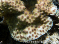 Echinopora mammiformis (Komodo)