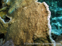 Echinopora mammiformis (Palau)