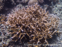 Echinopora mammiformis (Raja Ampat)