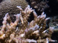Echinopora mammiformis (Raja Ampat)