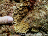 Echinopora cf. pacificus