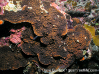 Echinopora cf. pacificus