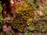 Echinopora cf. pacificus