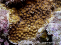 Echinopora cf. pacificus