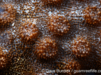 Echinopora cf. pacificus