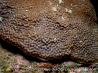 Echinopora cf. pacificus