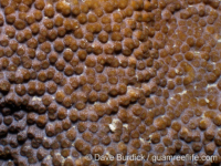 Echinopora cf. pacificus