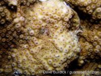 Echinopora pacificus (Palau)