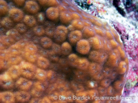 Echinopora pacificus (Palau)