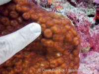 Echinopora pacificus (Palau)