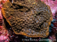 Echinopora pacificus (Wallis)
