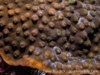 Echinopora pacificus (Wallis)