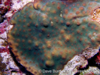 Echinopora taylorae (Palau)