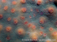 Echinopora taylorae (Palau)