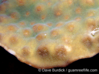 Echinopora taylorae (Palau)