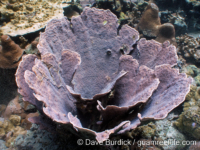 Echinopora taylorae (Palau)
