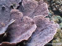 Echinopora taylorae (Palau)
