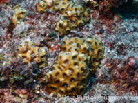 Favites magnistellata?