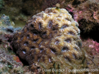 Favites magnistellata?