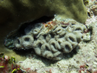 Favites cf. rotundata