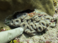Favites cf. rotundata